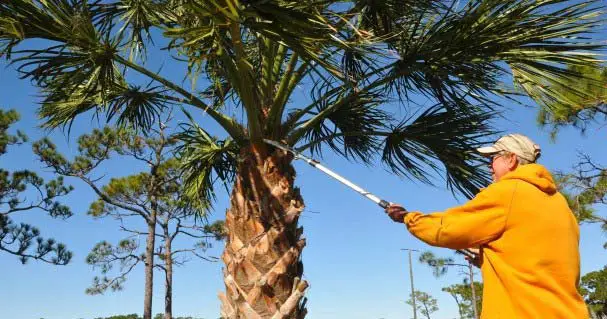trimming palm tree with pole saw