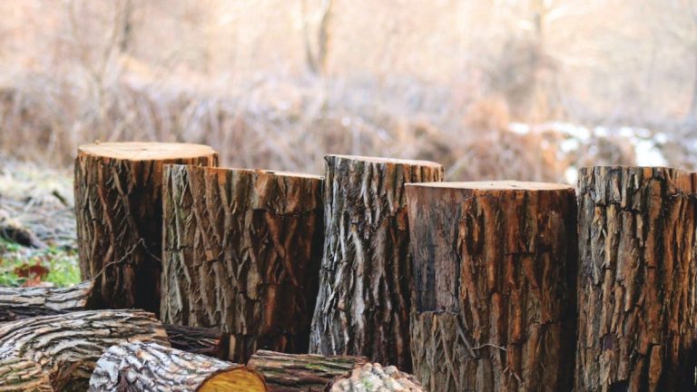 Cheapest Time of Year for Tree & Stump Removal
