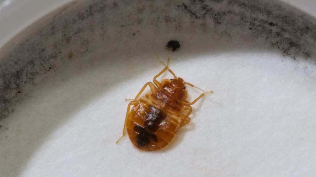 EcoPest Bed Bug Interceptors Review: Worth the Hype?