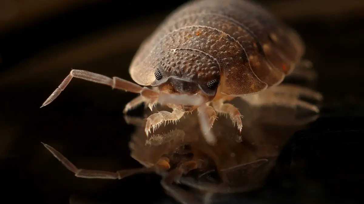 best traps for bedbugs