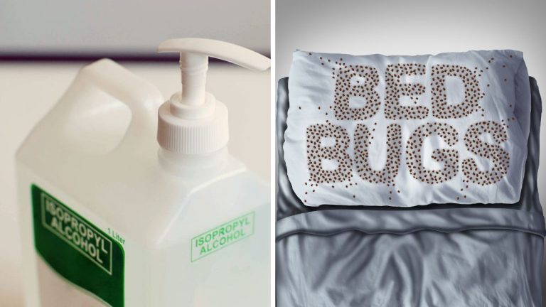 Does Green Alcohol Kill Bed Bugs? | DIY Spotlight