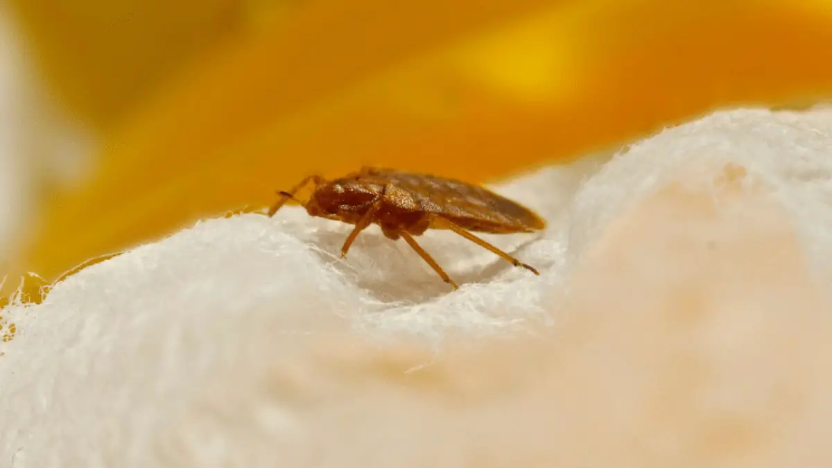 can hot water kill bed bugs?