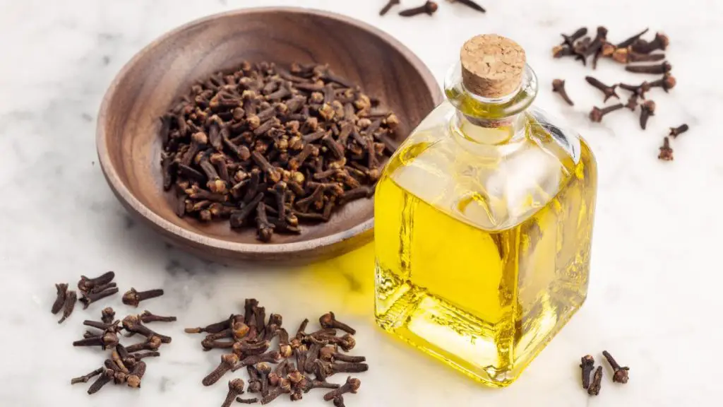 Does Clove Oil Kill Fleas? | DIY Spotlight