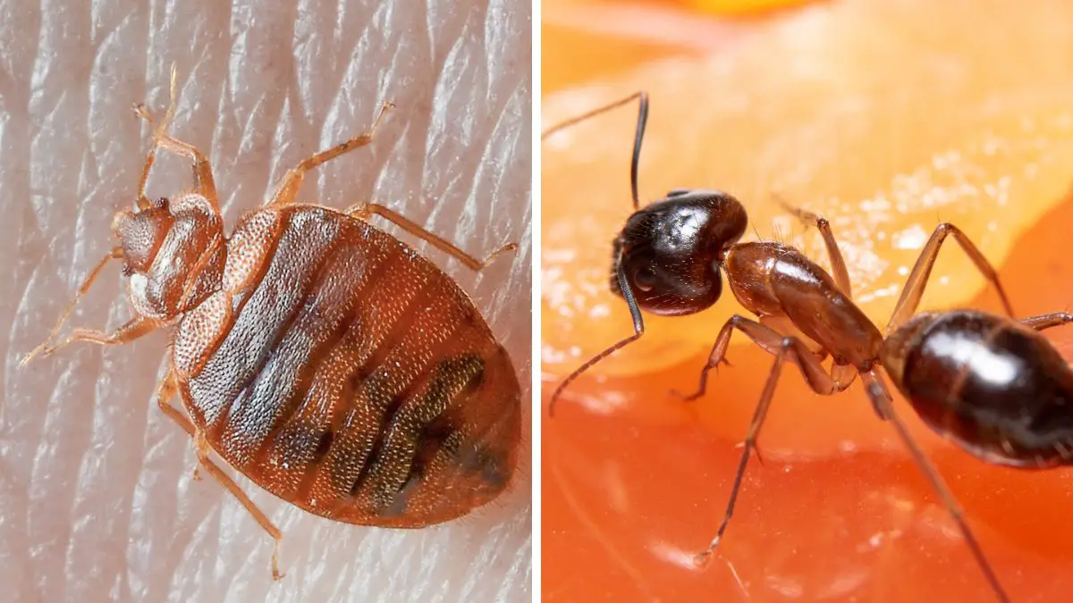 ants vs bed bugs comparison