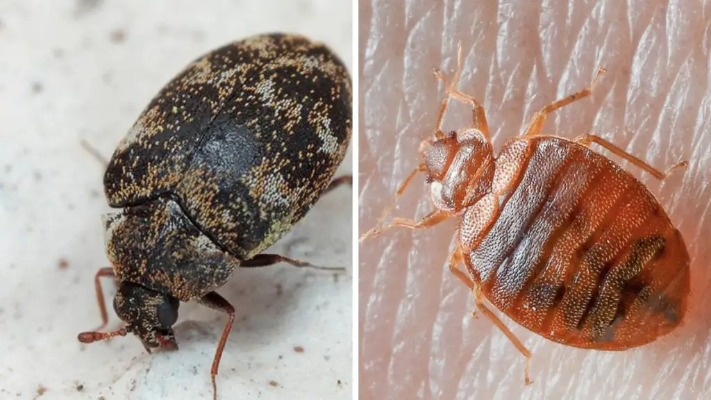 Carpet Beetles vs. Bed Bugs What's the Difference?