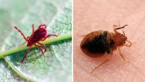 Chiggers vs. Bed Bugs DIY Spotlight