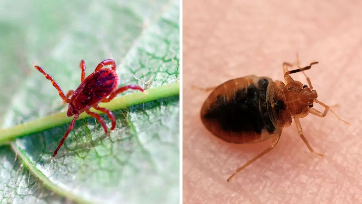 bed bugs vs. chiggers