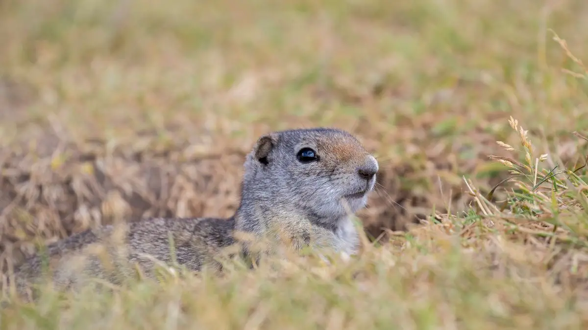 do ground squirrels dig holes burrows
