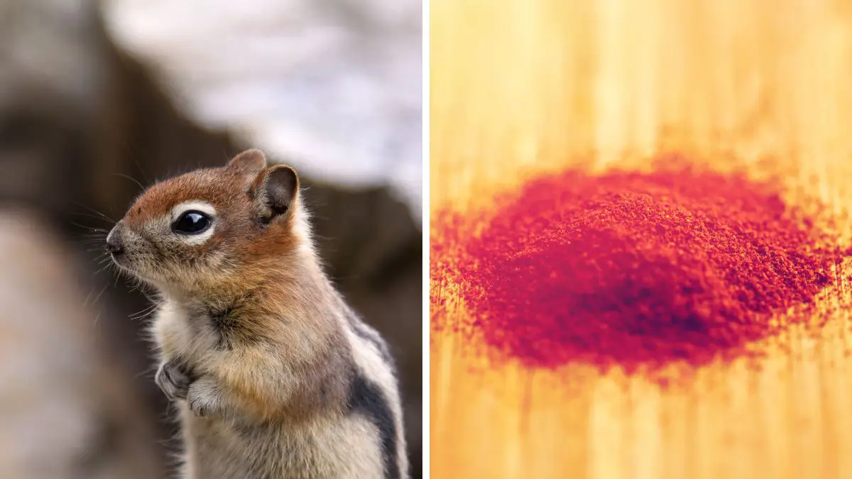 how to get rid of chipmunks with cayenne pepper