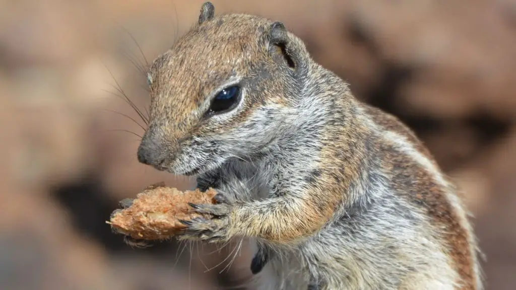 How to Get Rid of Ground Squirrels Naturally