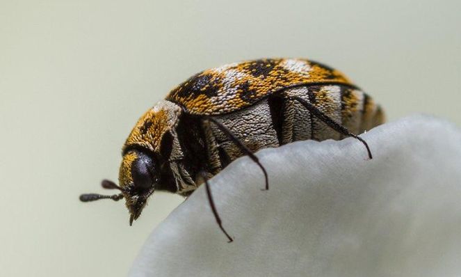 carpet beetle indentification