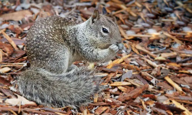 identifying ground squirrels