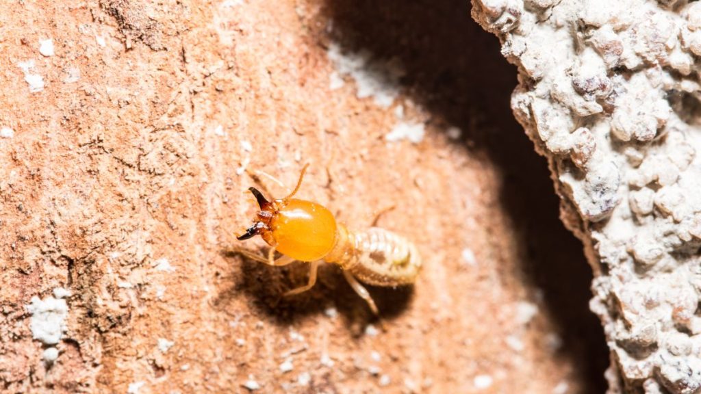 Will Termites Eat Cedar? DIY Spotlight