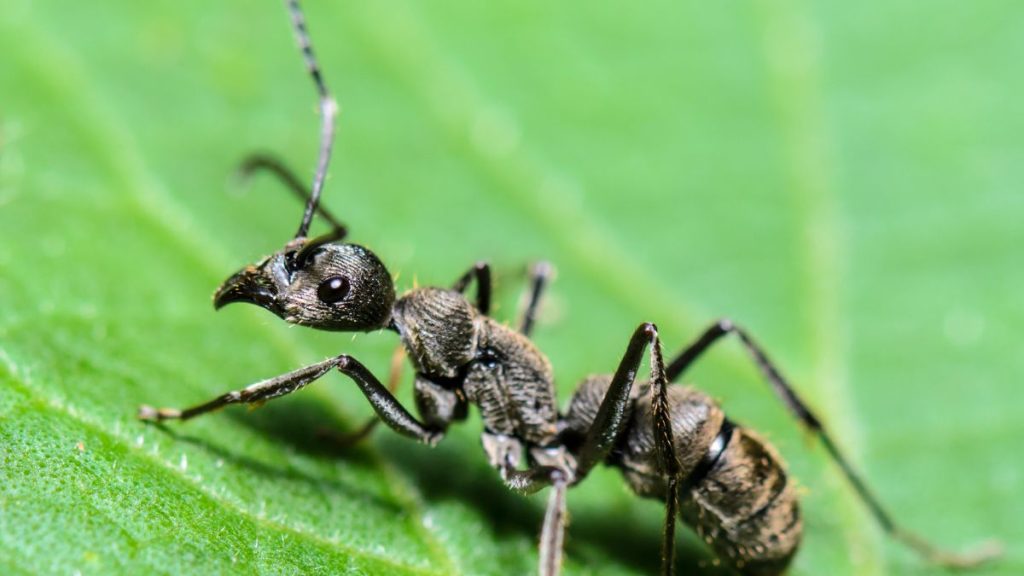 Are Carpenter Ants Bad or Dangerous? DIY Spotlight