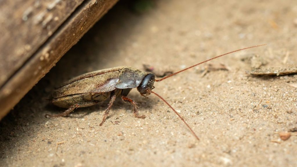 Are Roaches Attracted to Cardboard? DIY Spotlight