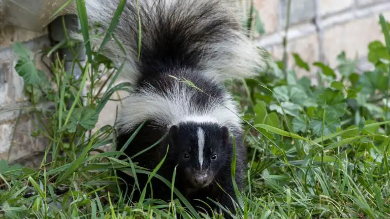 Can Skunks Climb Walls? | DIY Spotlight