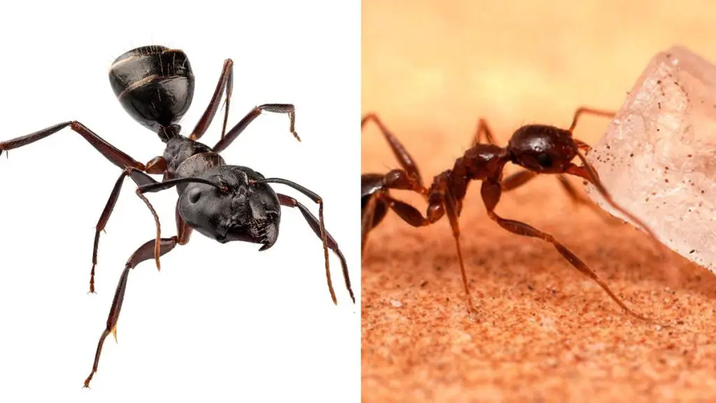 Carpenter Ants vs. Sugar Ants