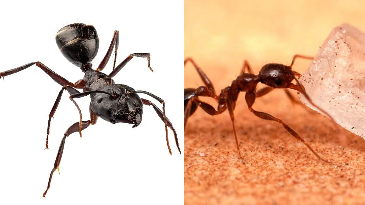 carpenter ants vs. sugar ants whats the difference