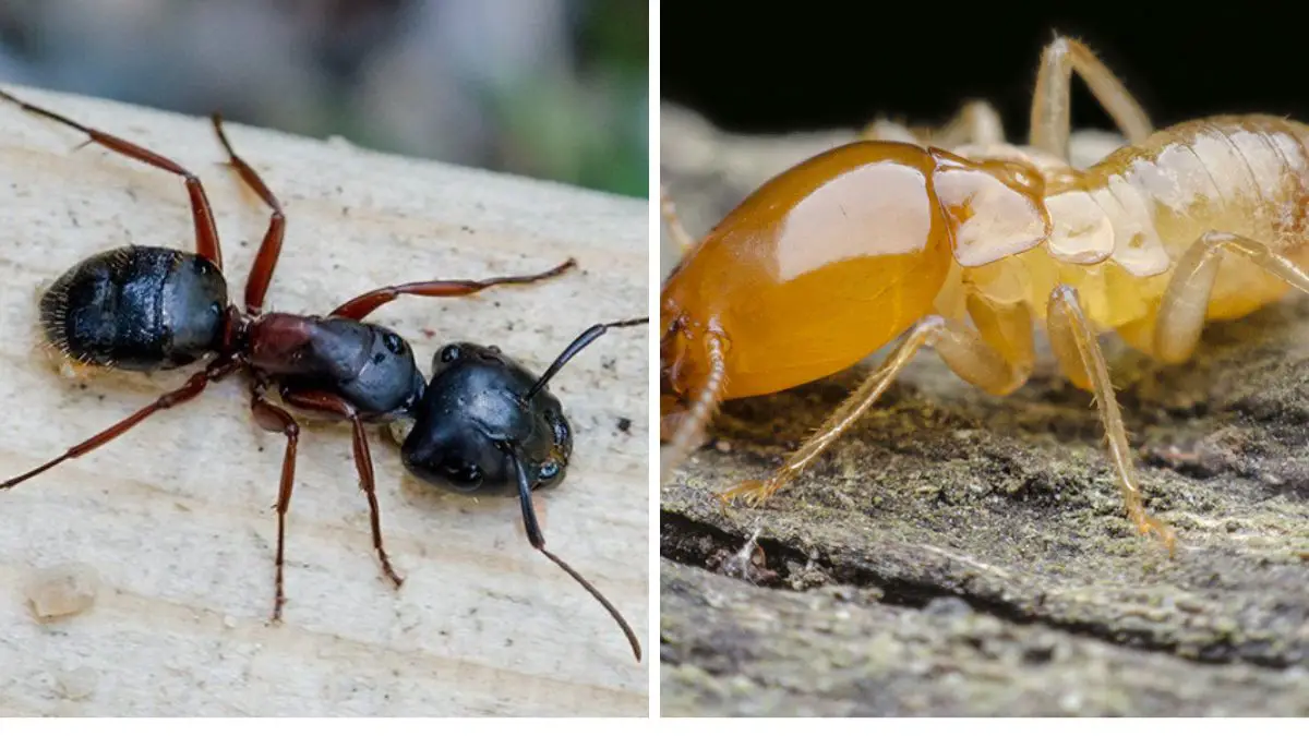 carpenter ants vs. termites differences and similarities