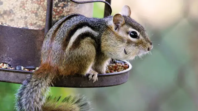 Chipmunk sneaking on a bird feeder