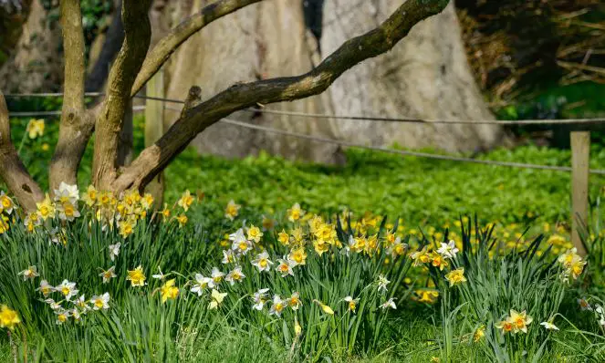 daffodils chipmunk prevention