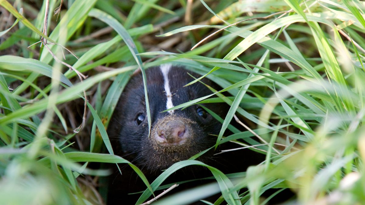 skunks digging burrow hole