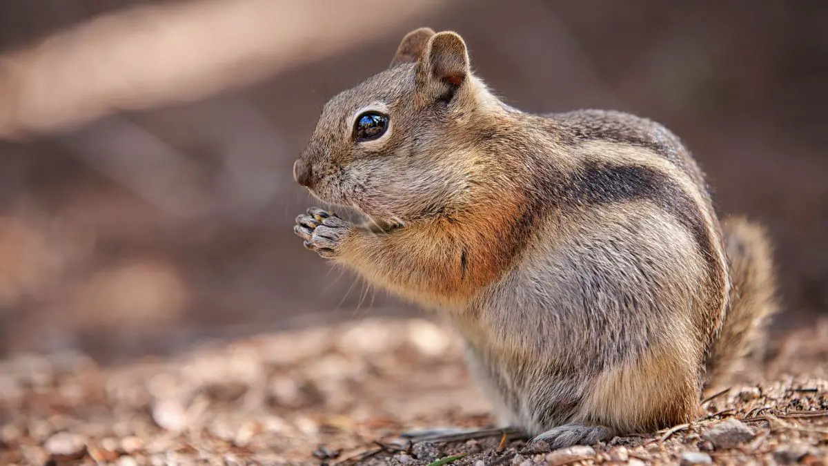 how to get rid of chipmunks in your yard naturally