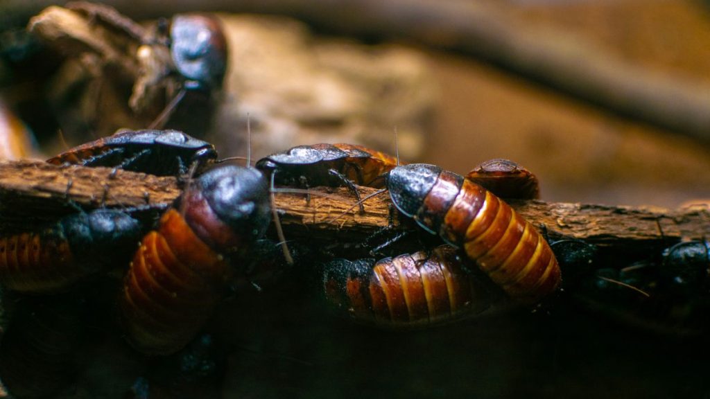 How To Know If Roaches Are In Walls DIY Spotlight