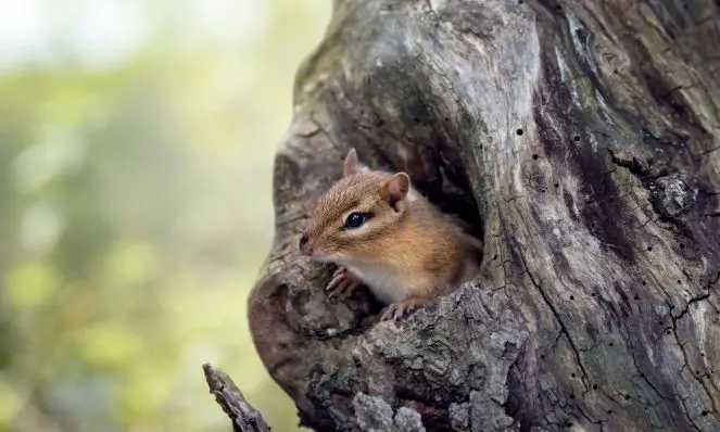 signs of a chipmunk infestation in your yard