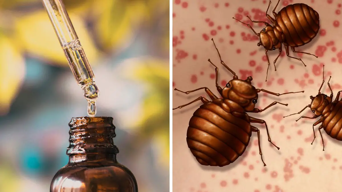 tea tree oil for bed bugs